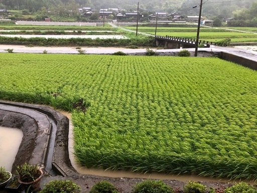 新米30キロ