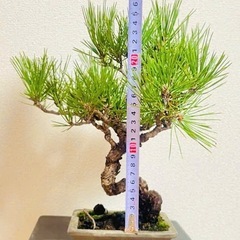 黒松盆栽
