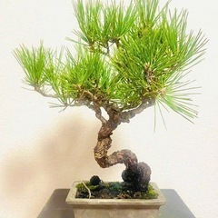 黒松盆栽

