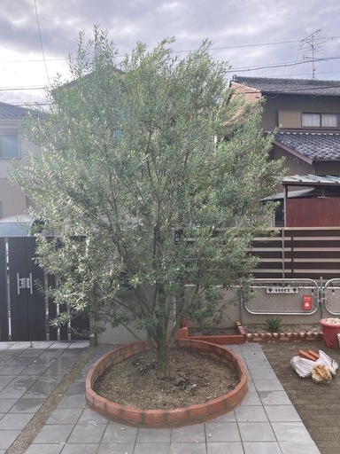 オリーブ