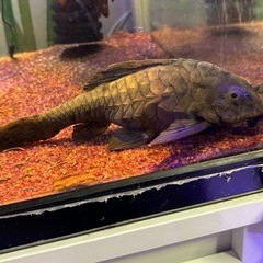 アーマードプレコ　ショートタイプ　値引き応談します アーマードプレコ ショートタイプ 値引き応談します