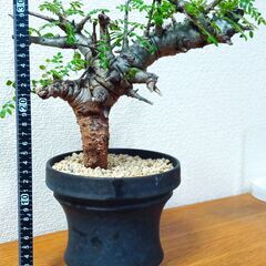 ば*ん様 ボスウェリア ネグレクタ　作家鉢 ば*ん様 ボスウェリア ネグレクタ 作家鉢 - 塊根植物・コーデックス最 安値