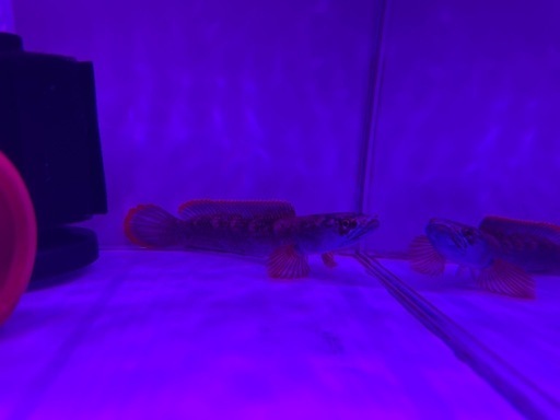 アイスファイヤースネークヘッド 水槽 熱帯魚