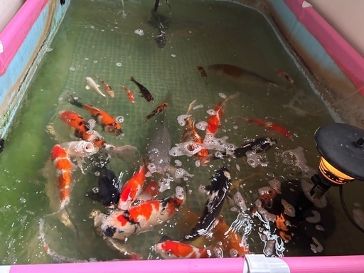 錦鯉　数十匹