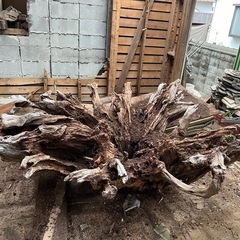 切り株、木の根オブジェ、アート