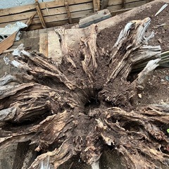 切り株、木の根オブジェ、アート