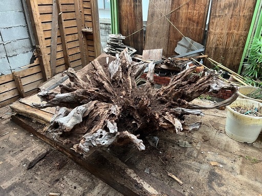 根っこのオブジェ 木の根っこ オブジェ インテリア 置物 天然木 高さ