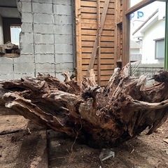 切り株、木の根オブジェ、アート