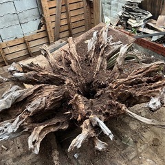 切り株、木の根オブジェ、アート