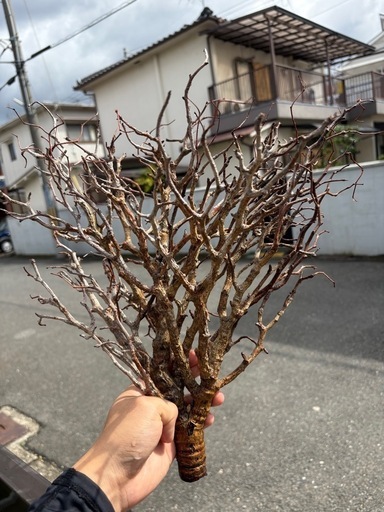 センナメリディオナリス　灌木