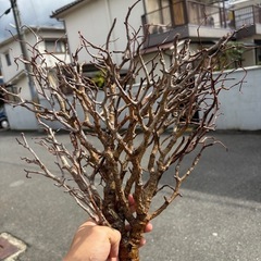 センナメリディオナリス 灌木