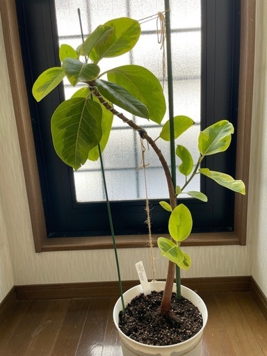 フィカス