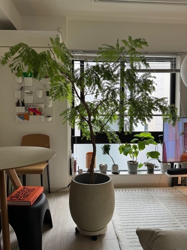 【取引中】観葉植物　エバーフレッシュ168cm