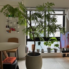 取引中】観葉植物 エバーフレッシュ168cm