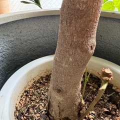取引中】観葉植物 エバーフレッシュ168cm