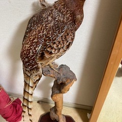 尾長鶏の中古が安い！激安で譲ります・無料であげます｜ジモティー