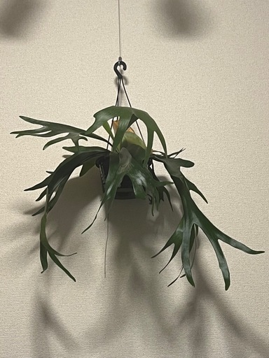 ビカクシダ コウモリラン 大