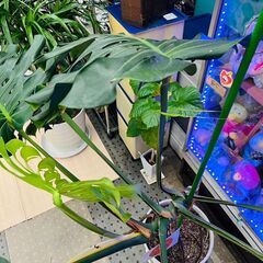 モンステラ｜観葉植物