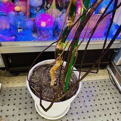 モンステラ｜観葉植物
