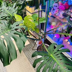モンステラ｜観葉植物