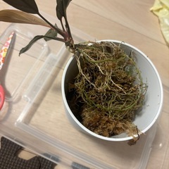 ホマロメナ、濡烏