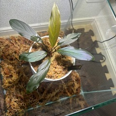 ホマロメナ、濡烏