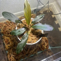 ホマロメナ、濡烏