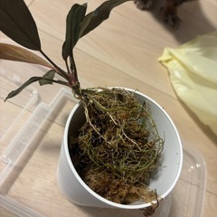 ホマロメナ、濡烏