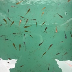 ミックスメダカ700匹　