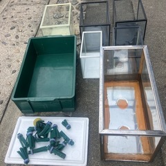 ミックスメダカ700匹　