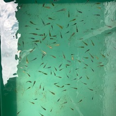 ミックスメダカ700匹