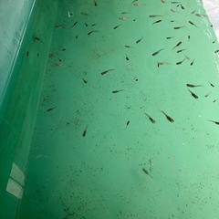 ミックスメダカ700匹　