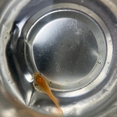 ミックスメダカ700匹　