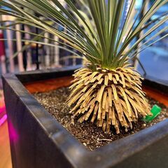愛品館八千代店】観葉植物 ユッカ・ロストラータ