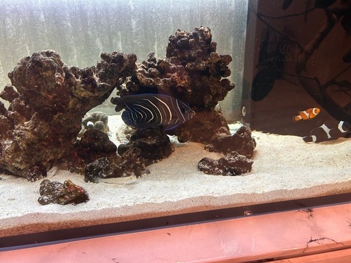 海水魚　オーバーフロー水槽