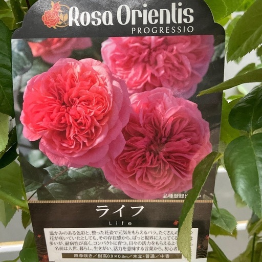 【開花苗】ロサオロエンティス ライフ6号鉢植え品　正規品