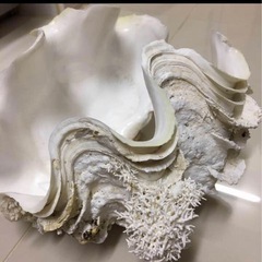 大きなシャコ貝