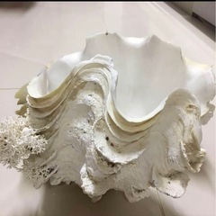 大きなシャコ貝-シマノ　海魂3000T