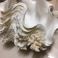 大きなシャコ貝-シマノ　海魂3000T