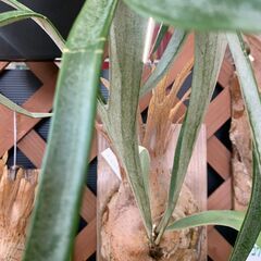 ビカクシダ(コウモリラン）モンキーノース 板付け｜観葉植物