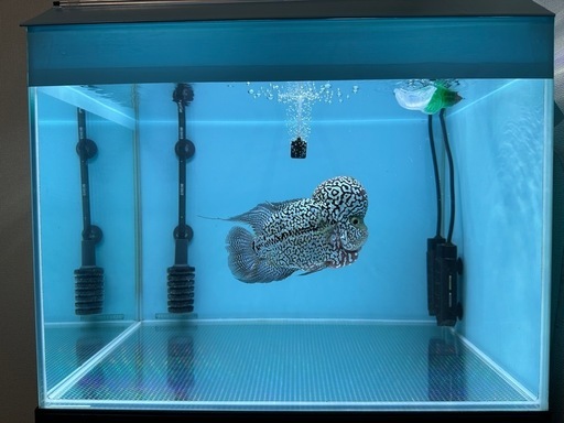 フラワーホーンと水槽セット
