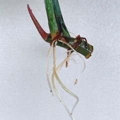 フィロデンドロングロリオーサムゼブラ トップカット大株