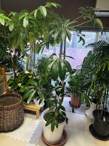 ツピタンサス植物のみ