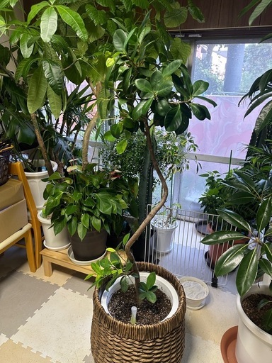 ジャンボリーフ植物のみ