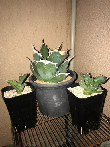 アガベ、植物、多肉植物