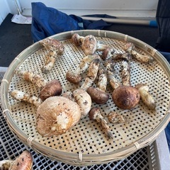 長野県産松茸1kg単位で買ってくれる人探してます。