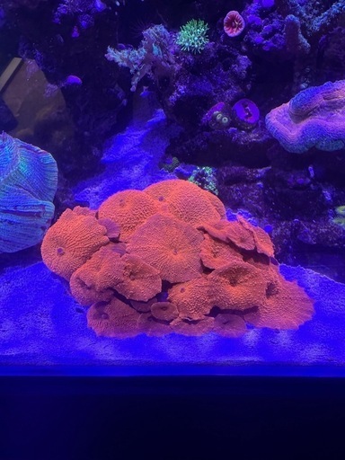 ディスクコーラル