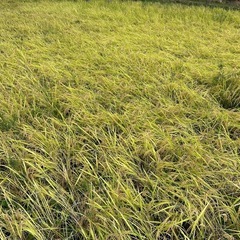 令和六年度 尾道産 減農薬 コシヒカリ - 食品 