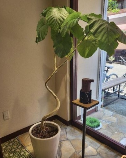 ウンベラータ　曲がり　観葉植物　160cm