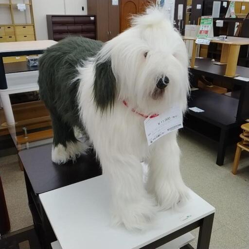 イングリッシュシープドック ぬいぐるみ やTJ7830